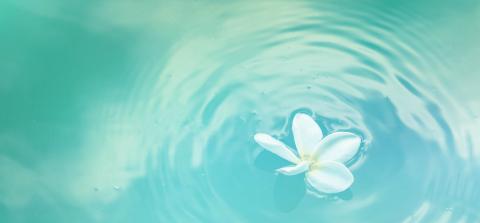 flower floating in water
