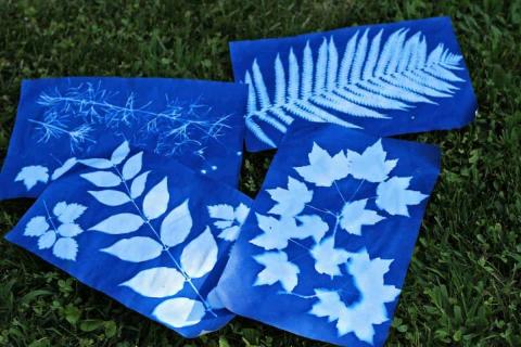 photo of blue solar-printed images of leaves and plants