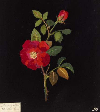 rose created by 17th century artist Mary Delany