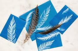 several images of feathers on solar activated paper