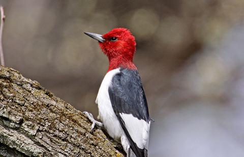 a red-headed woodpecker looks into the distance as it sits on a tree branch