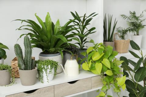 various houseplants on a shelf