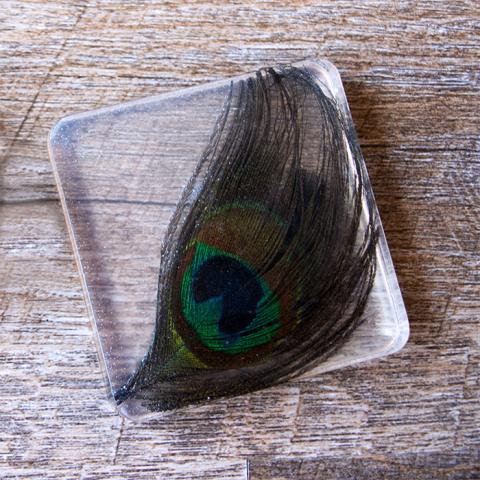 peacock feather in clear resin square