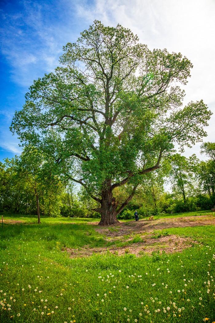 Photo of very large cottonwood tree in Bald Hill Prairie Preserve