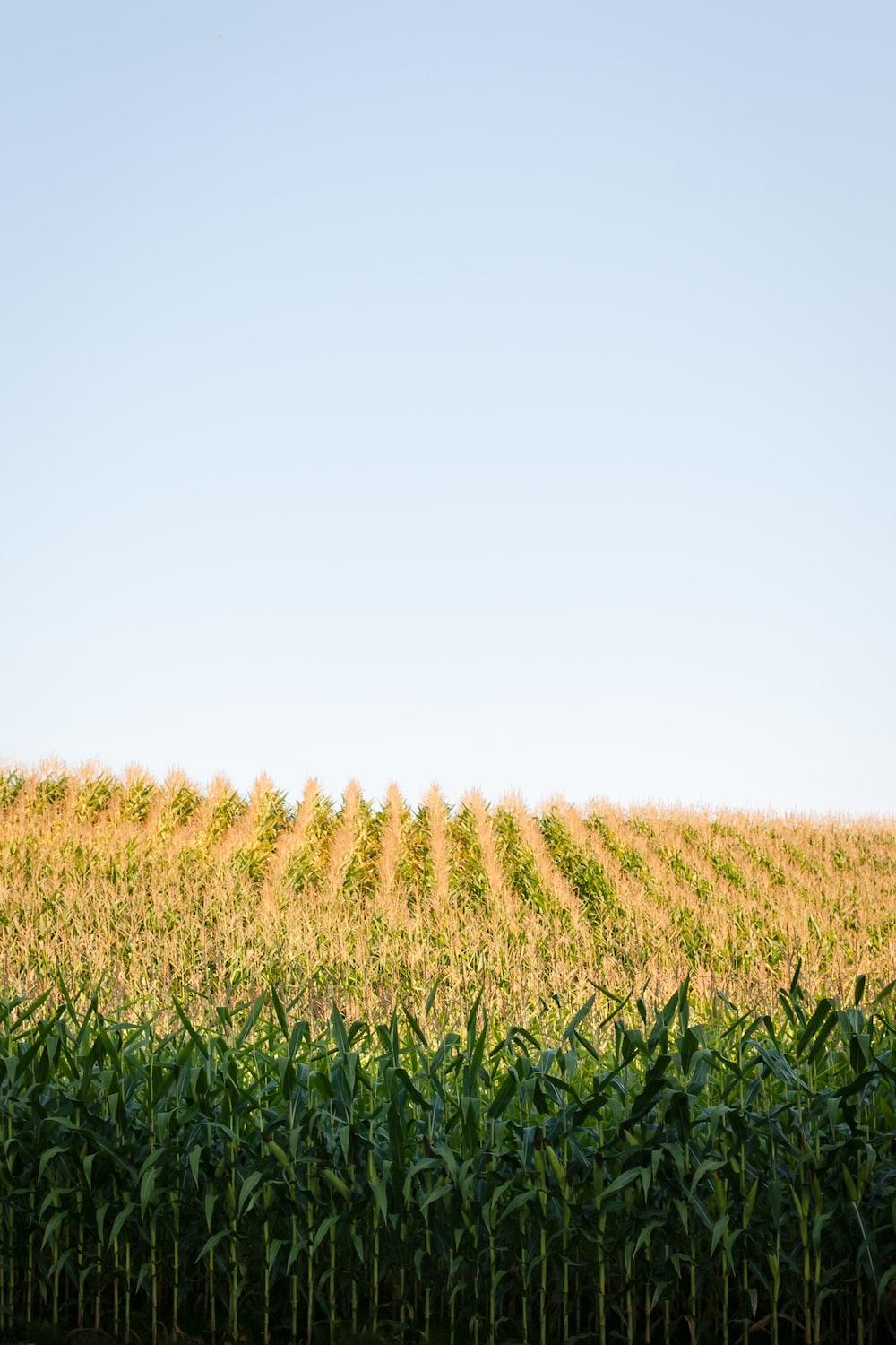 cornfield and blue sky