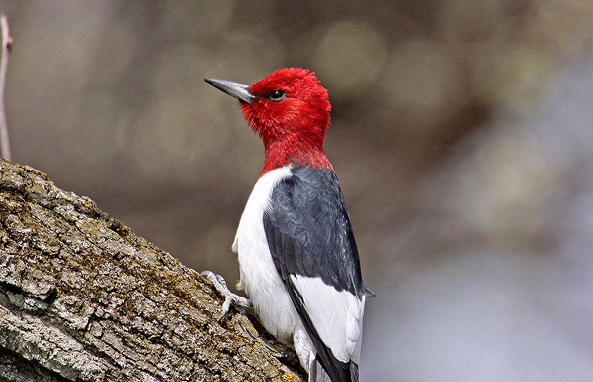 a red-headed woodpecker looks into the distance as it sits on a tree branch