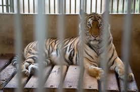 a tiger behind bars because it is in captivity