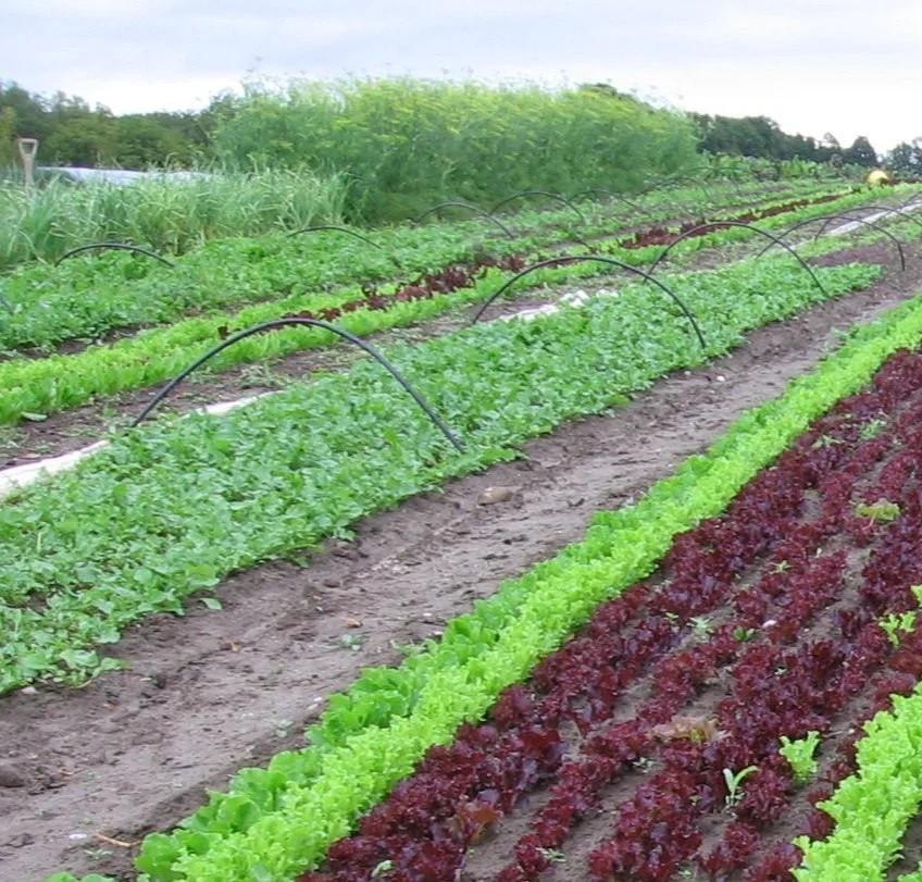 long rows of lettuce growing in a field